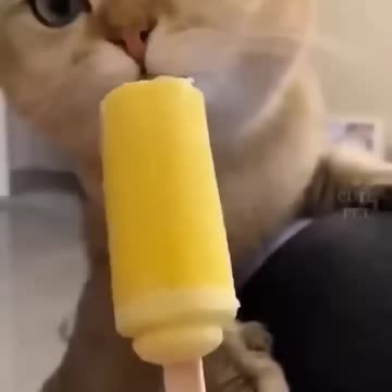cat like the mango flavour ice cream