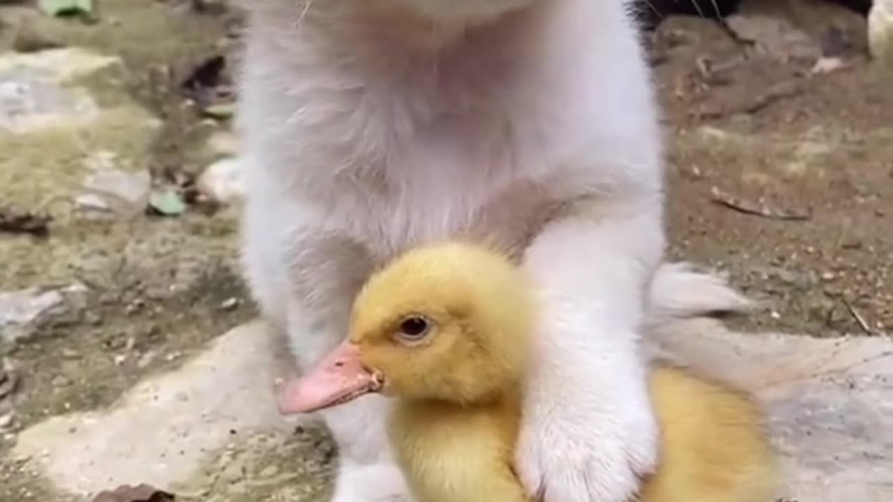 Cute dog save baby duck life