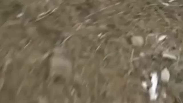 DEMONIC MONSTER RECORDED ON VIDEO WATCH WITHOUT BLINKING WATCH THE VIDEO AND SHARE