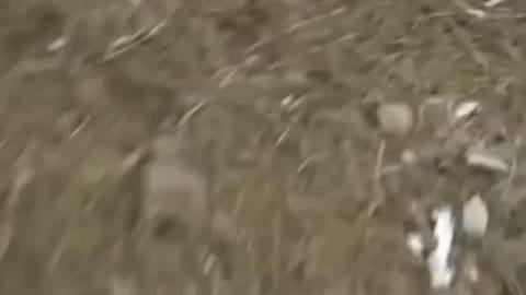 DEMONIC MONSTER RECORDED ON VIDEO WATCH WITHOUT BLINKING WATCH THE VIDEO AND SHARE