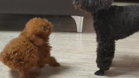 puppy