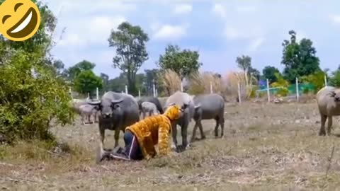 pretending to be tigers, buffalos are afraid to run away.