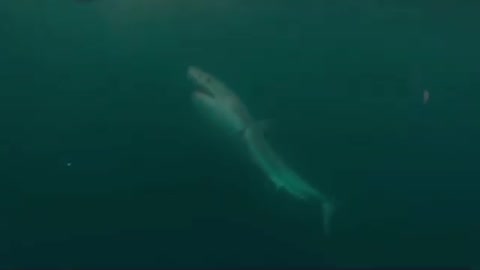 Great White Shark Warns Irresponsible scuba diver