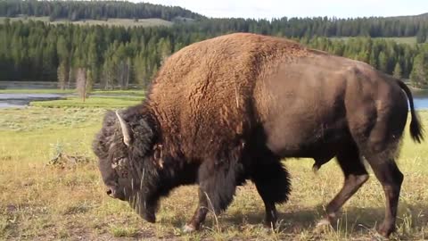 Yellowstone National Park. Tour YELLOWSTONE in THREE MINUTES