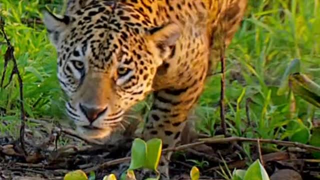 The leopard