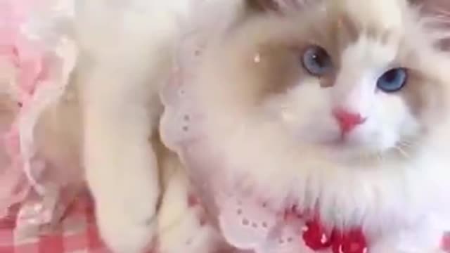 Aww cute cat videos funny Vol5