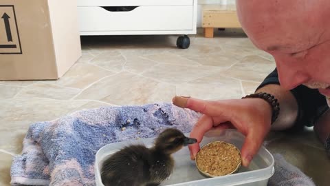 Baby Duckling Learns to Eat