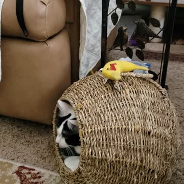 Rebel has electro shock technology on her basket