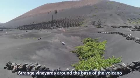 Growing and Harvesting Grapes in the Volcanic Land - How to Make Volcano Wine at the factory