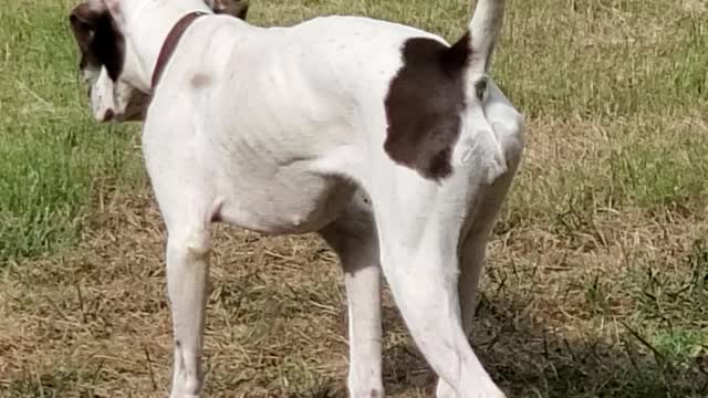 Stealth English Pointer