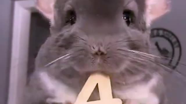 This Adorable Chinchilla Will Make Your Day!