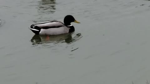 Ducks in the Rain