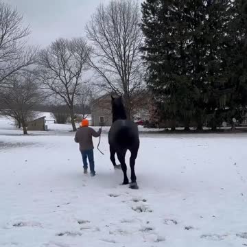 Such a powerful stallion! So we'll behaved.Price :$35000USD