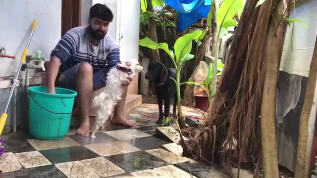 How to bathe your Pomeranian the old-fashioned way