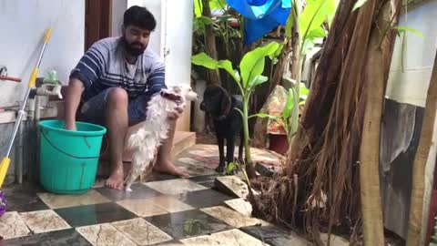 How to bathe your Pomeranian the old-fashioned way