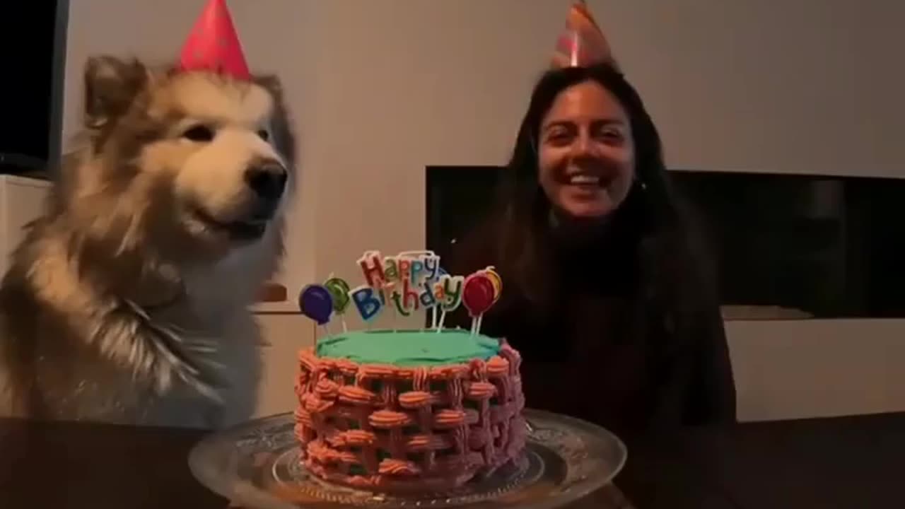 Happy birthday with husky awo, cat, dog,