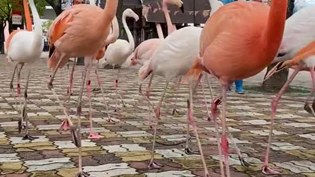 Flamingos