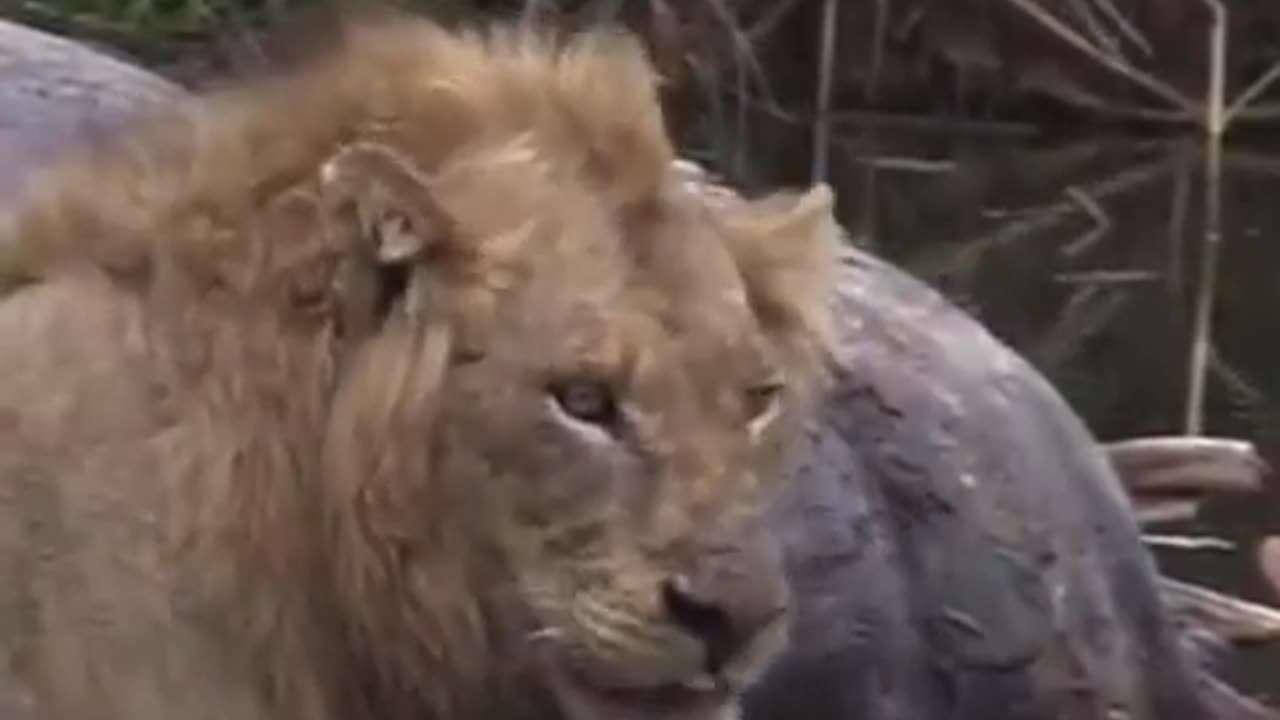 😱Crocodile vs. Lion - Who Will Emerge Victorious? #viral #wildlife #trending #lion #crocodile