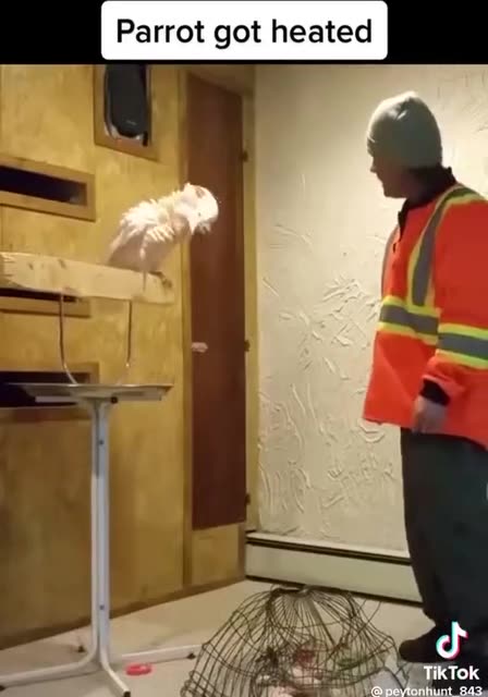 Parrot got heated.