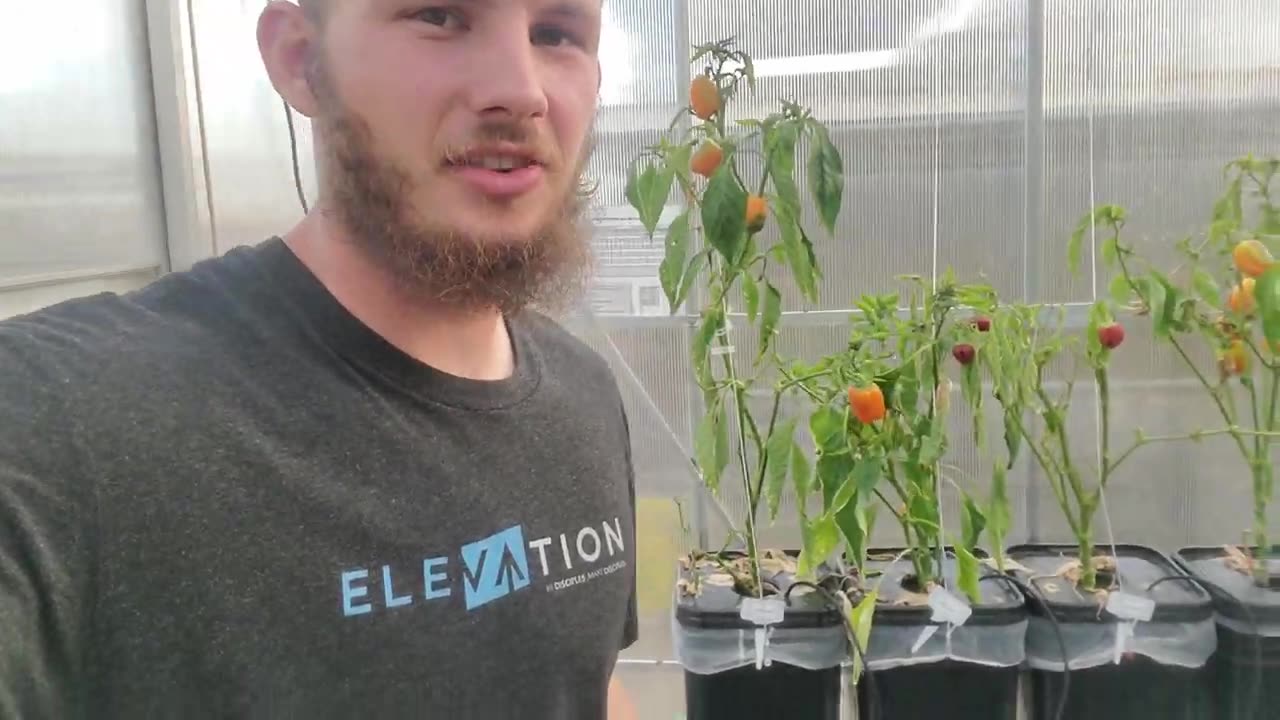The first harvest, follow-up, and upgrades at the hydraulics greenhouse