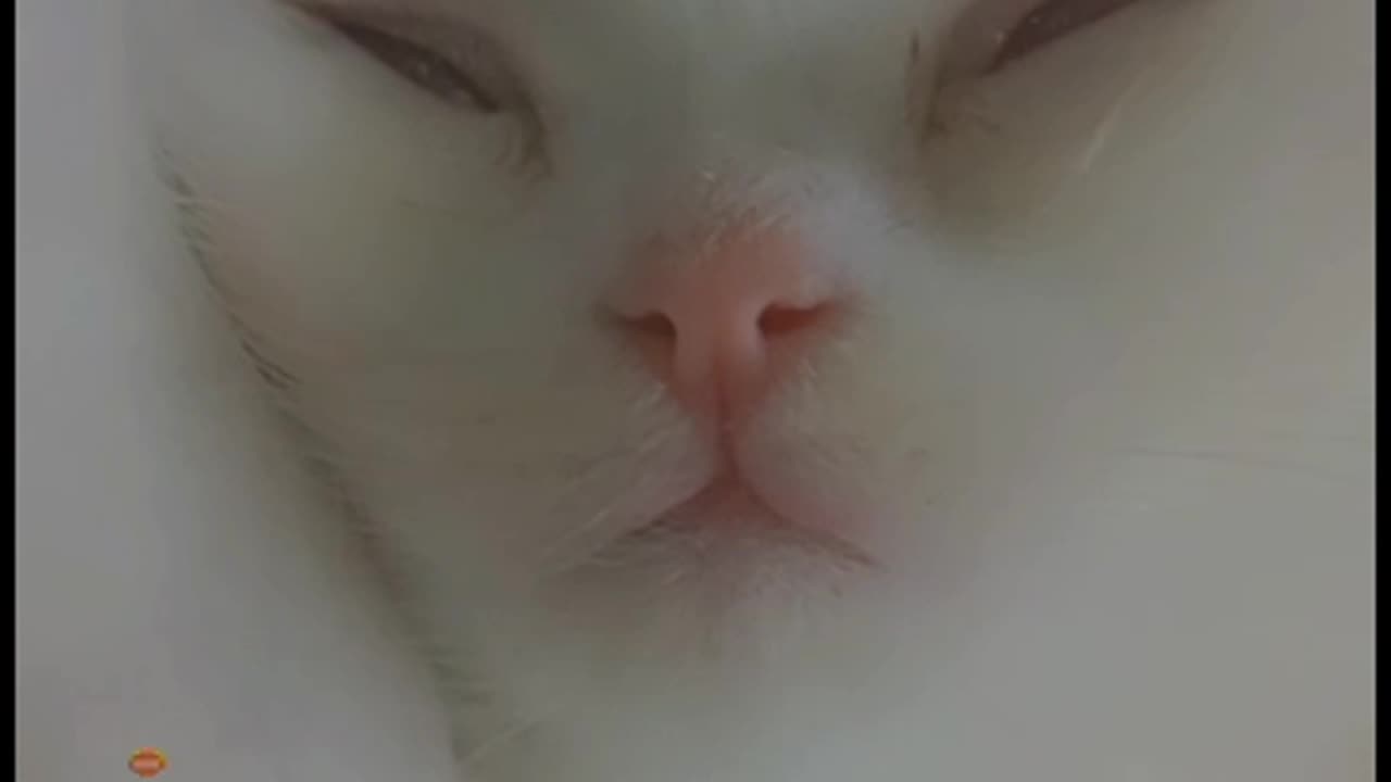 Cute kitten sleeping peacefully