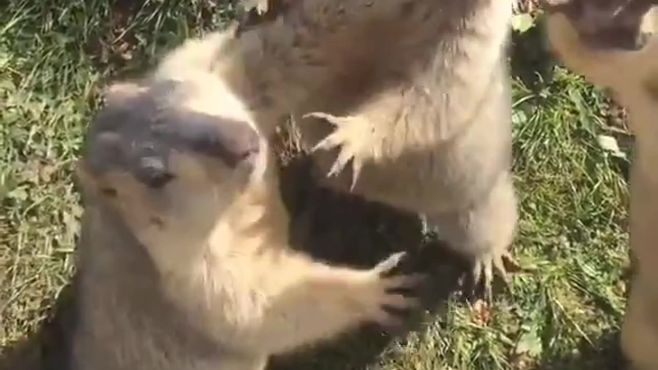 Cute baby animal/ fighting each other