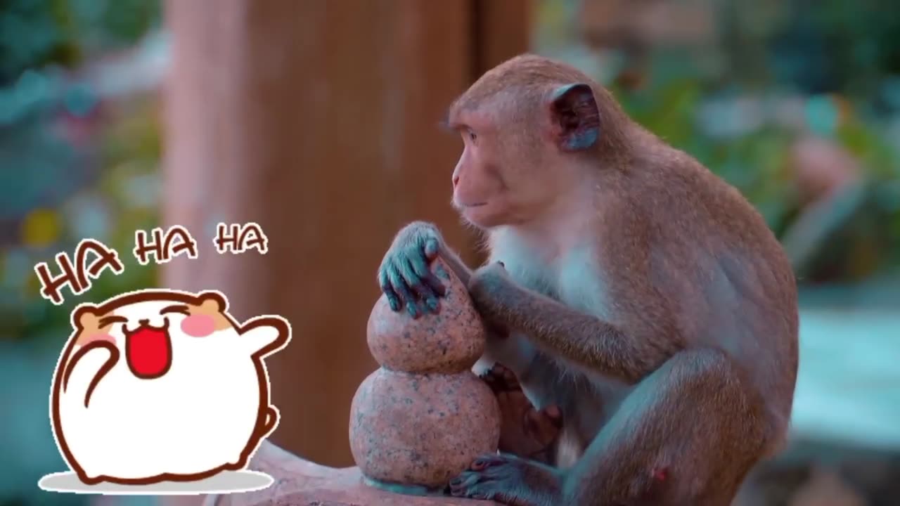 Animal footage - Monkey beautiful scene