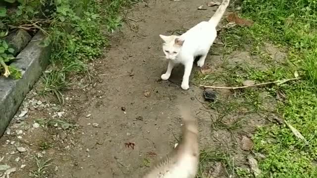 The cat ran away after seeing the suffering fish #shorts #viral #shortsvideo #video