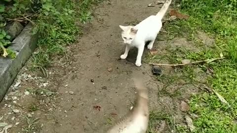 The cat ran away after seeing the suffering fish #shorts #viral #shortsvideo #video