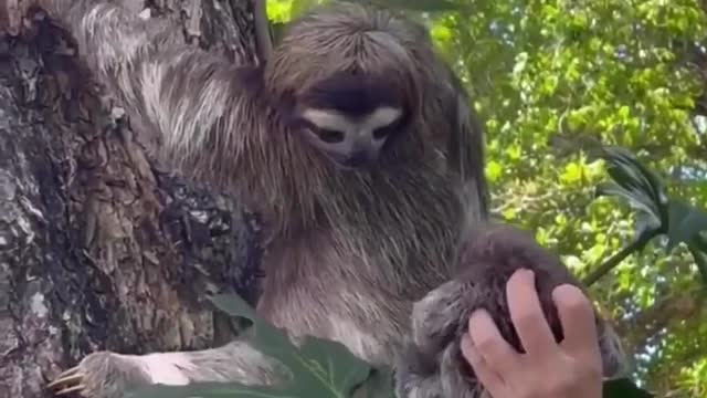 Mother sloth reuniting with her baby!