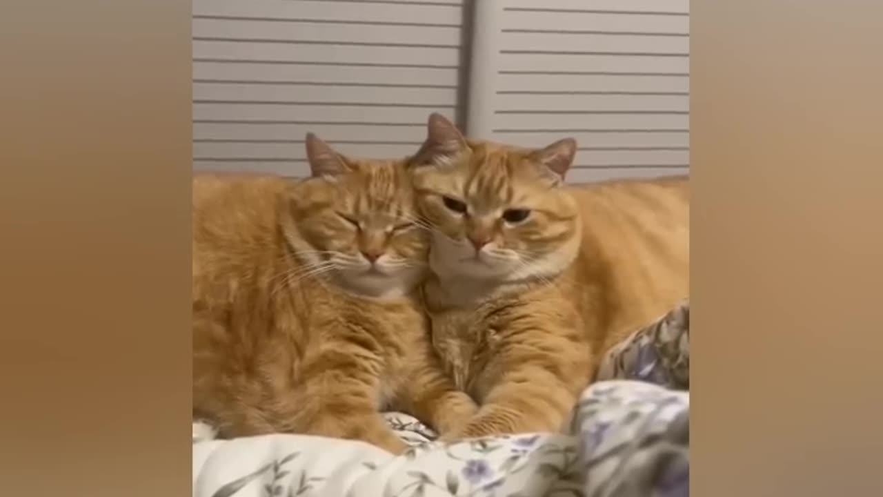2 Hours of The Funniest Cats & Dogs(YLYL)!!