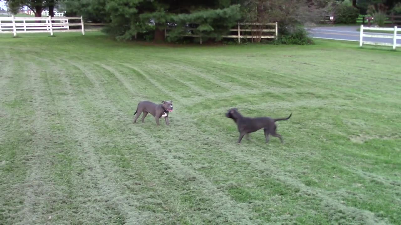 Jade and Luna Running Around