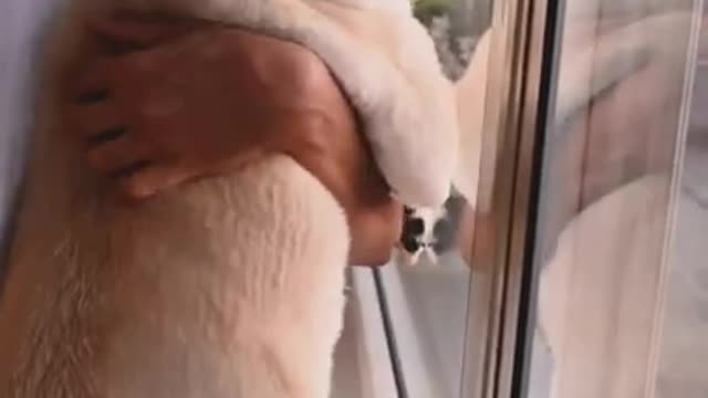 9.A Woman Standing by the Window with her Dog