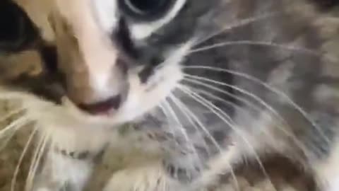 cat plays funny and threatens cute