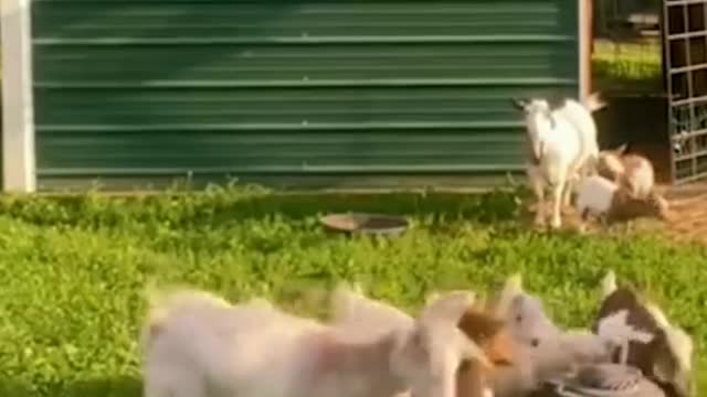 Wait for it funnyanimals Relax . . .