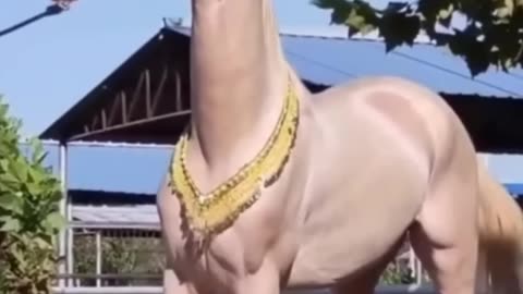 Animal kids video