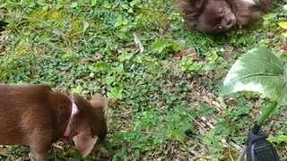Exploring the forbidden garden