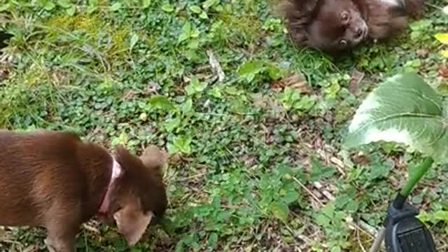 Exploring the forbidden garden