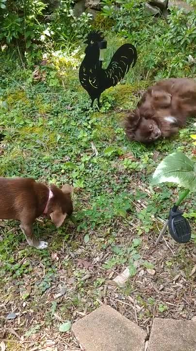 Exploring the forbidden garden