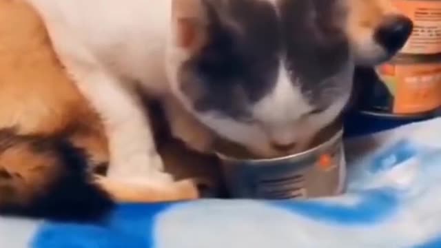 Funny Animals and Cute Pets Compilation