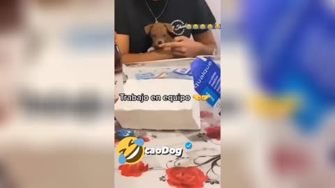 Try Not to Laugh Challenge with this Hilarious Animals 🤣