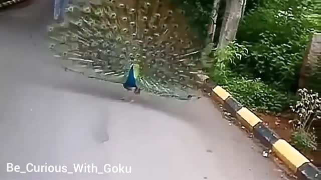 Beautiful peacock dance