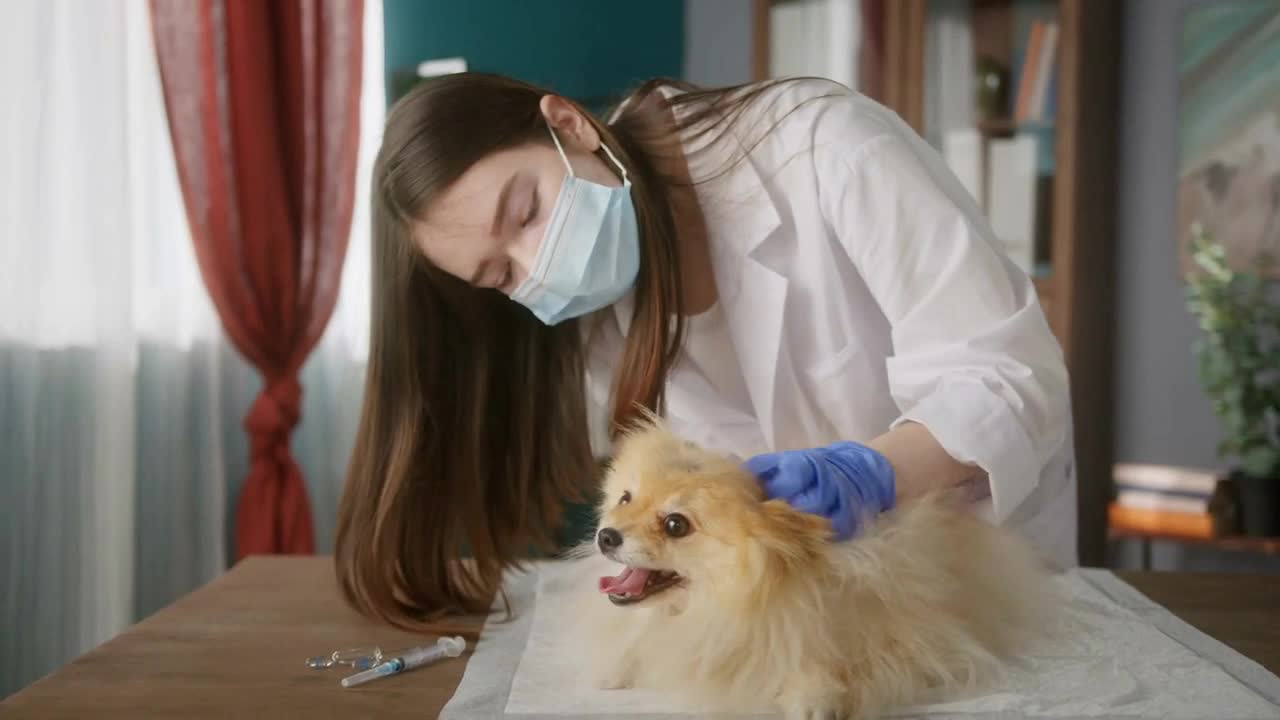 Veterinarian is conducting examination of pomeranian. Medical student is examining the dog