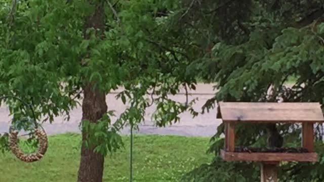 Squirrel makes crazy long jump just to get some seeds