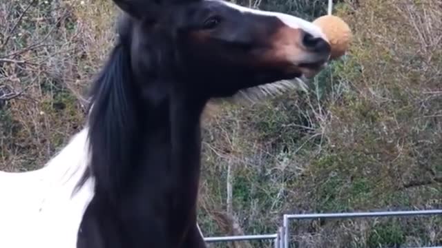 Horse SOO Cute! Cute And funny horse Videos Compilation cute moment #21