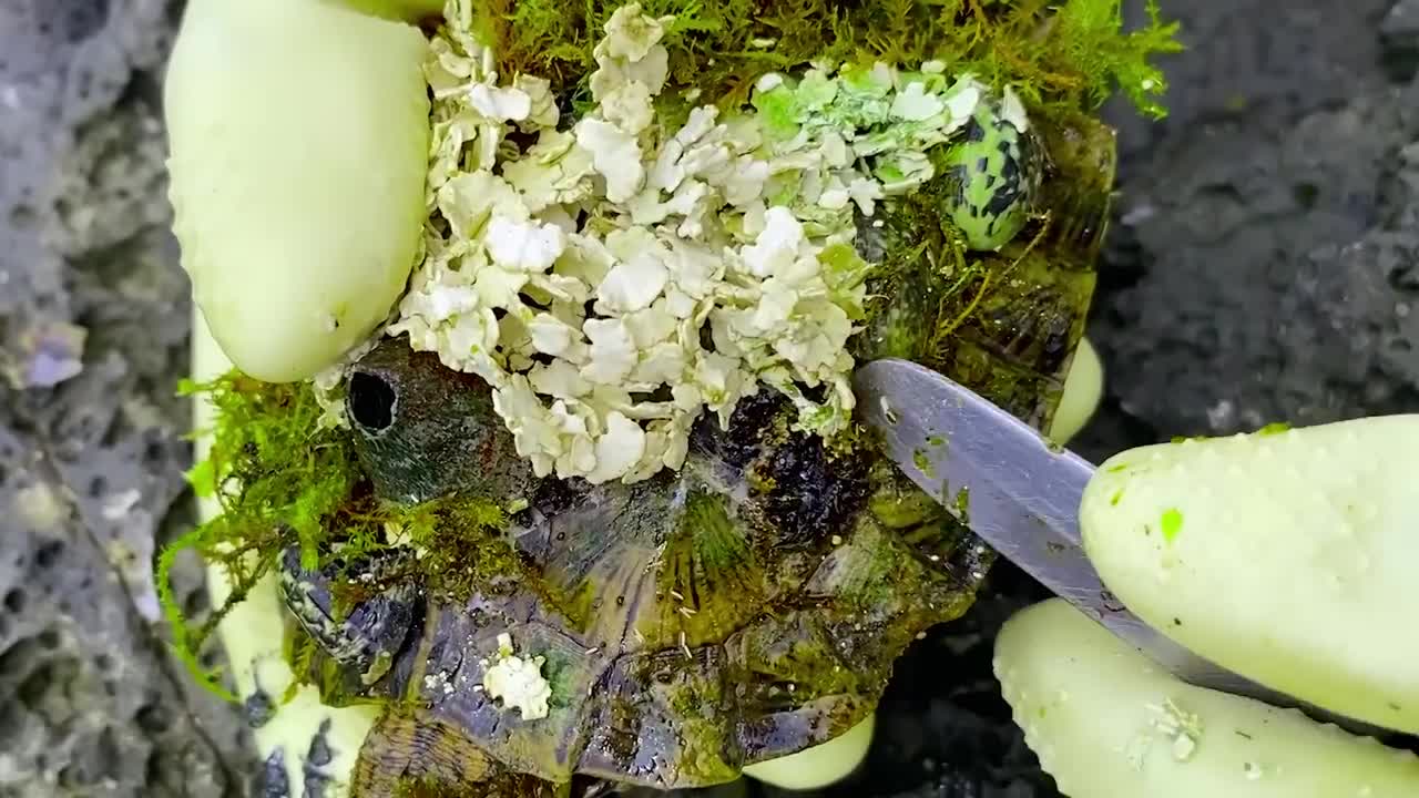 Sea turtle become kings of prey after removing millions of sea creatures and barnacles on shell-8