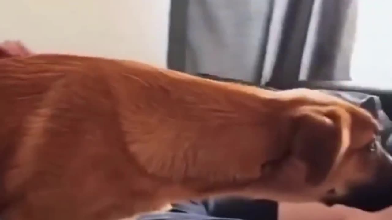 Best Funny Animal Videos Ofπ€£ The 2023 Funniest Cats And Dogs Videos