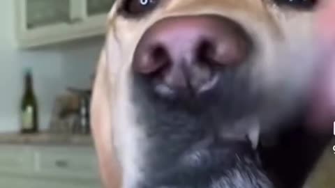 Funny clip for dogs