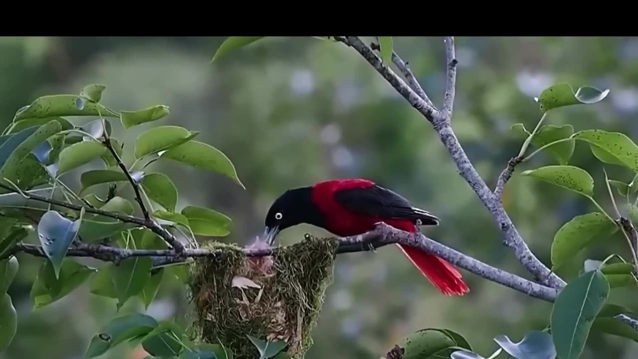 AMAZING BIRDS Beautiful birds inhabit all terrestrial on the planet earth.