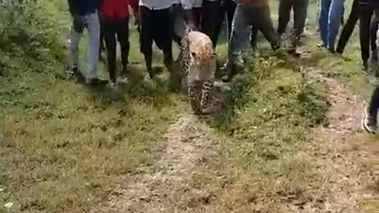 Leapord in Village